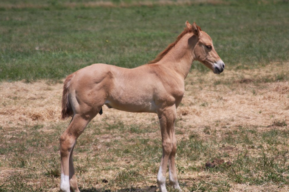 69DunStudColt